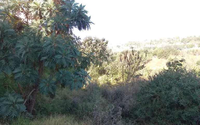 Terreno para Desarrollo las Águilas